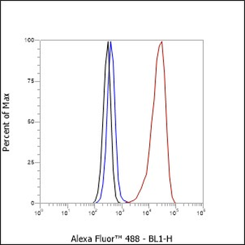 RPA32 antibody