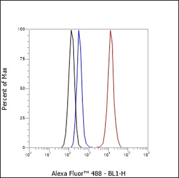 RPA32 antibody