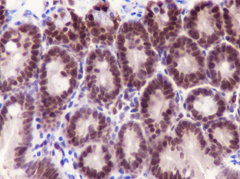 RPA32 antibody