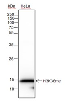 Mono-Methyl-Histone H3 (Lys36) antibody