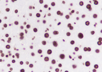 Mono-Methyl-Histone H3 (Lys36) antibody