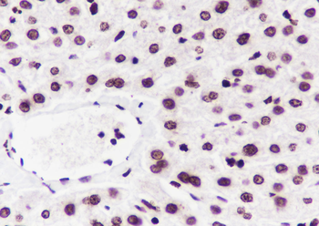 Di-Methyl-Histone H3 (Lys27) antibody