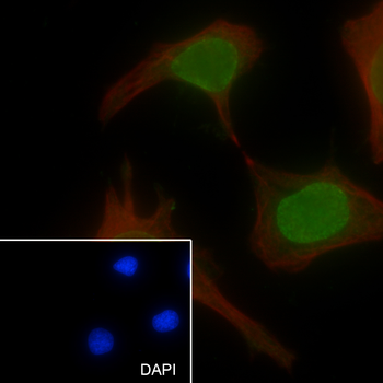 Mono/Di-Methyl-Histone H3 (Lys79) antibody