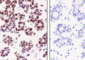 Mono/Di-Methyl-Histone H3 (Lys79) antibody