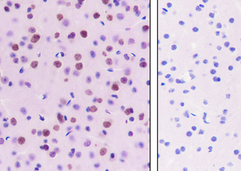 Mono/Di-Methyl-Histone H3 (Lys79) antibody