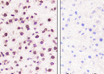 Mono/Di-Methyl-Histone H3 (Lys79) antibody