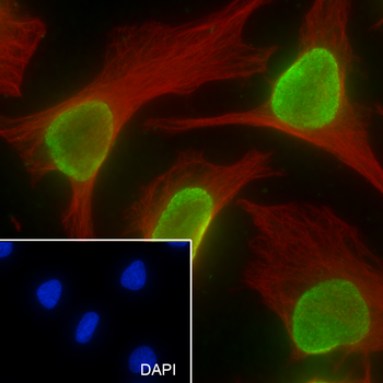 Mono-Methyl-Histone H4 (Lys12) antibody