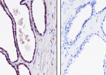 Mono-Methyl-Histone H4 (Lys12) antibody