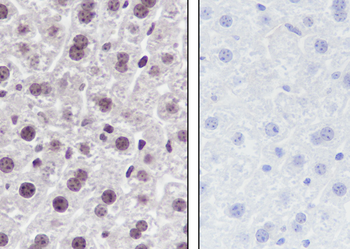 Mono-Methyl-Histone H4 (Lys12) antibody