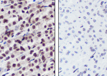 Mono-Methyl-Histone H4 (Lys12) antibody