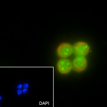 Fibrillarin antibody