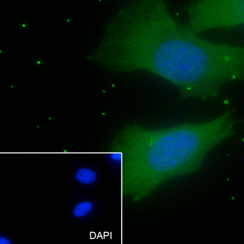 PLK-1 antibody