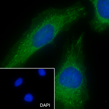 ACADM antibody