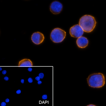 CD38 antibody (PE)