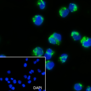 CXCR7 antibody