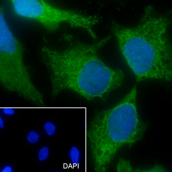 ATP5O antibody