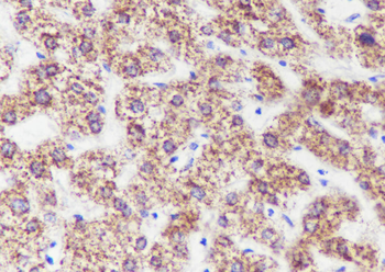 ECHS1 antibody