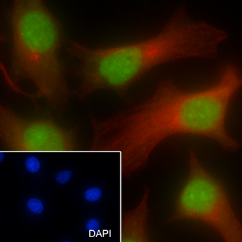 XRCC5 antibody