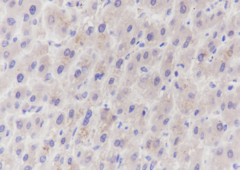 PRMT5 antibody