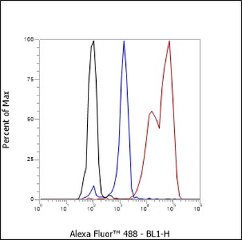 FASN antibody