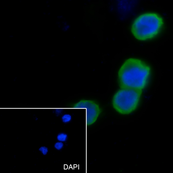 HLA-E antibody