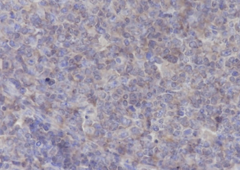 HLA-E antibody