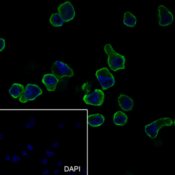 CD62L antibody