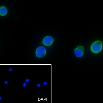 CD62L antibody