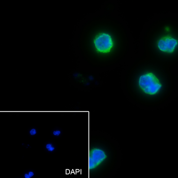 CD62L antibody