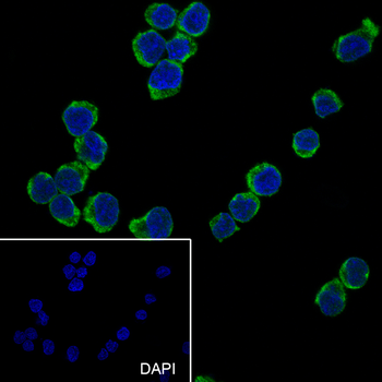 CD62L antibody