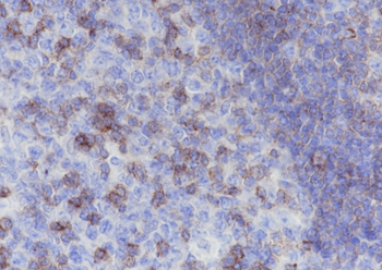 CD50 antibody