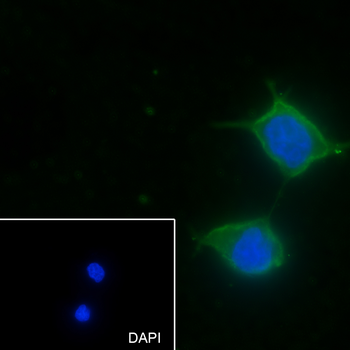 FLII antibody