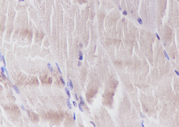 FLII antibody