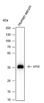 APOE antibody