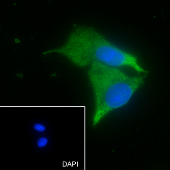 APOE antibody