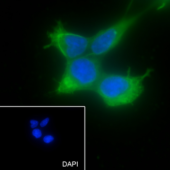 NRBP2 antibody