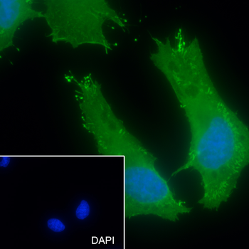 ERP29 antibody