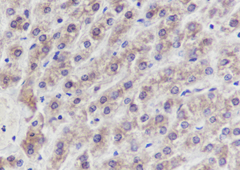 ERP29 antibody