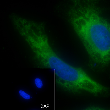 ABCE1 antibody