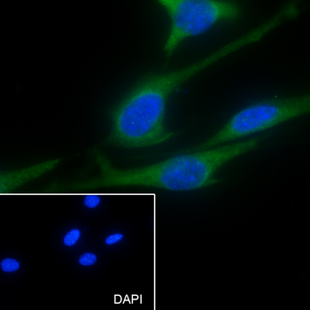 ABCE1 antibody