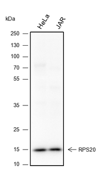 RPS20 antibody