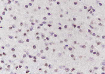 NUP62 antibody