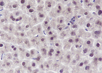 DDB1 antibody