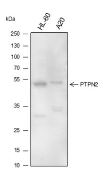 PTPN2 antibody