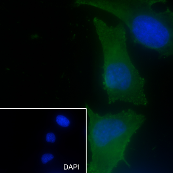 PTPN2 antibody