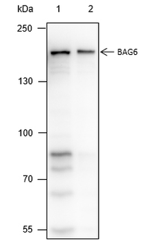 BAG6 antibody