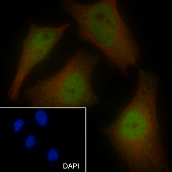 BAG6 antibody