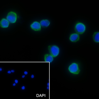 UBC12 antibody