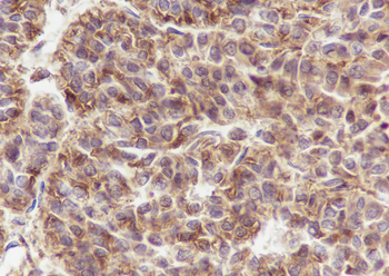 UBC12 antibody