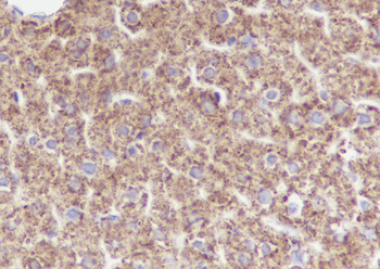 GRP75 antibody